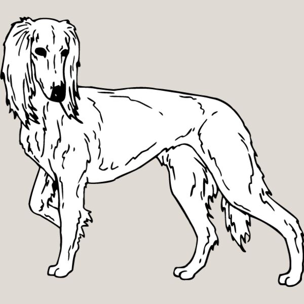 Saluki Thumbnail
