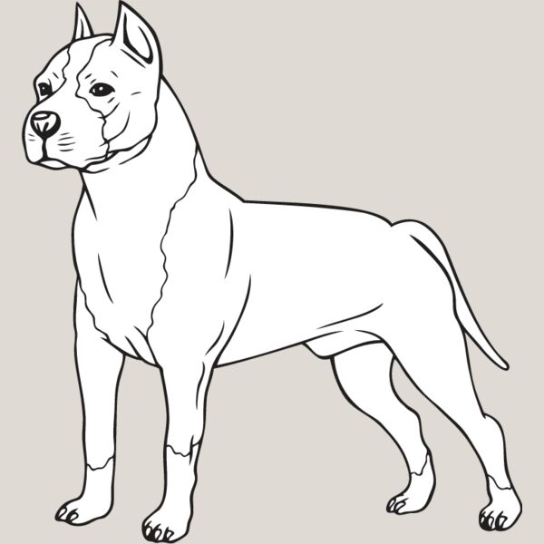 Staffordshire Bull Terrier2 Thumbnail