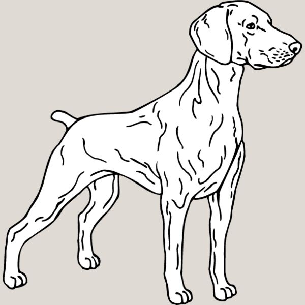 Weimaraner2 Thumbnail