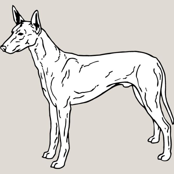 Pharoah Hound Thumbnail