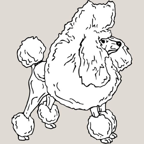 Toy Poodle Thumbnail