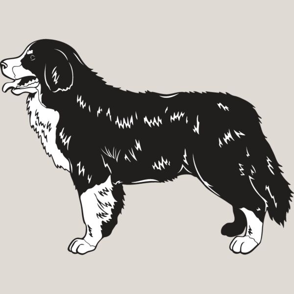 Bernese Mountain Dog2 Thumbnail