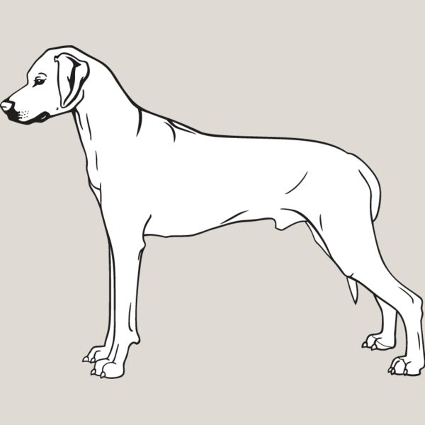 Rhodesian Ridgeback Thumbnail