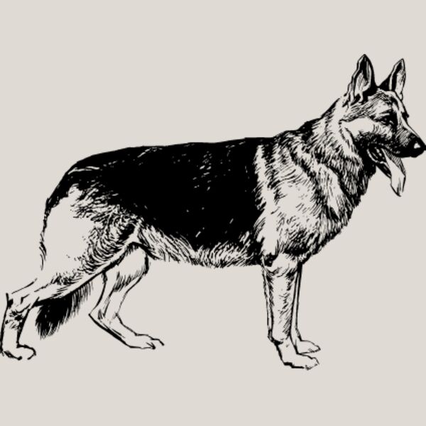 German Shepherd5 Thumbnail