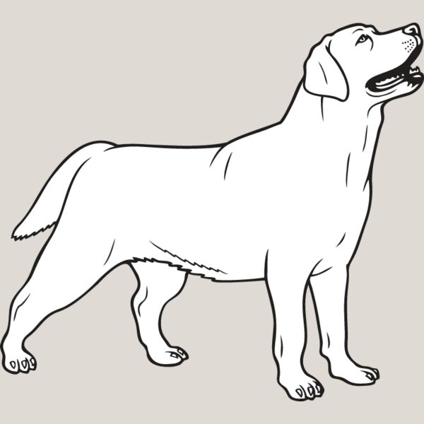 Labrador Retriever3 Thumbnail