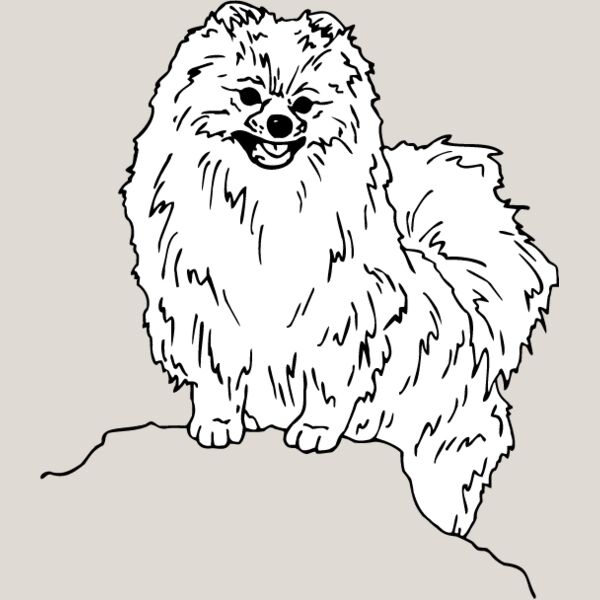 Pomeranian1 Thumbnail