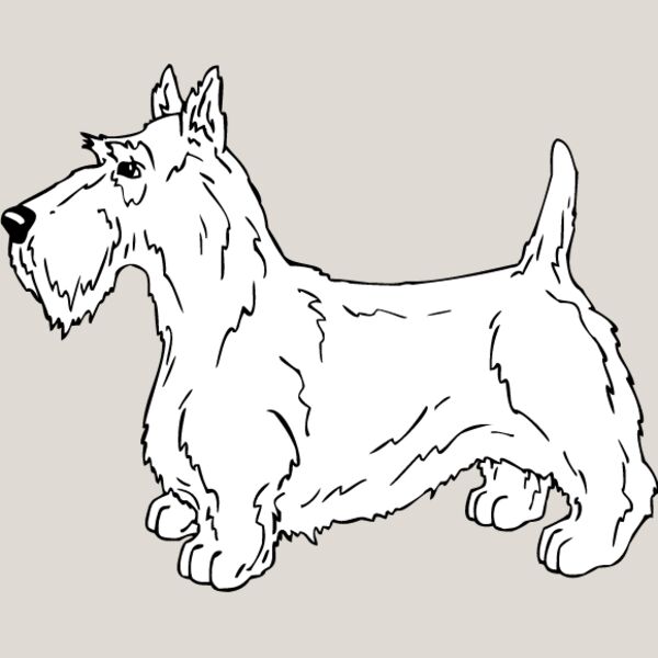Scottish Terrier1 Thumbnail