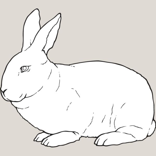 Rabbit3 Thumbnail