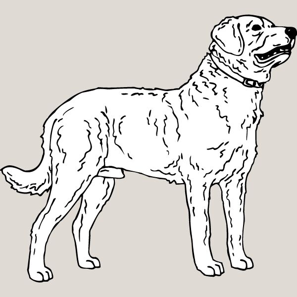 Chesapeake Bay Retriever1 Thumbnail