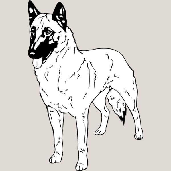 Belgian Shepherd Thumbnail