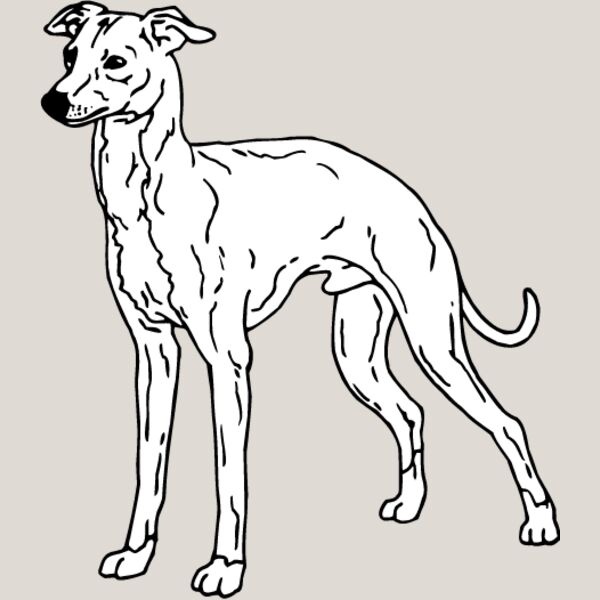 Cirneco of Etna Thumbnail