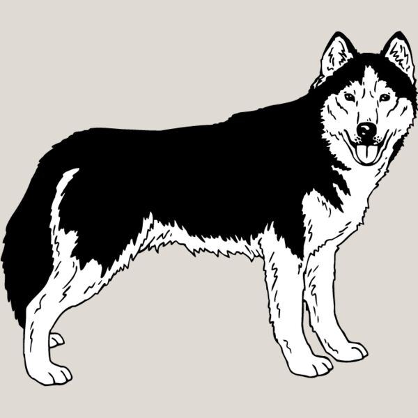 Siberian Husky1 Thumbnail