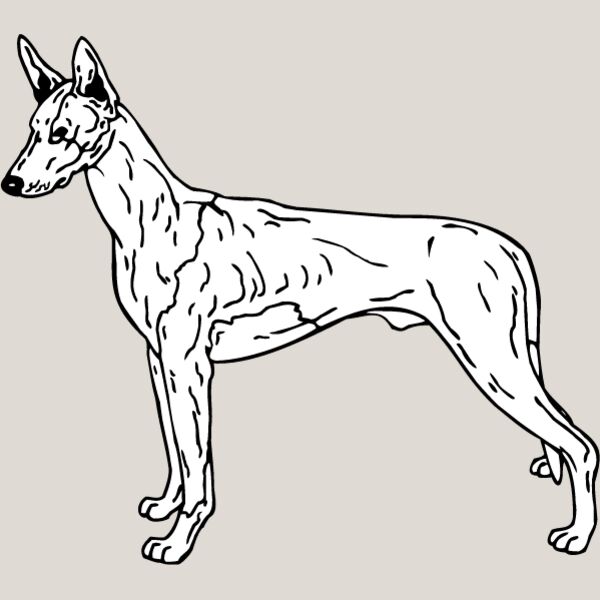 Ibizan Hound Thumbnail