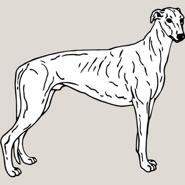 Greyhound1 Thumbnail