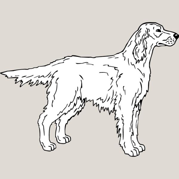 Irish Setter2 Thumbnail