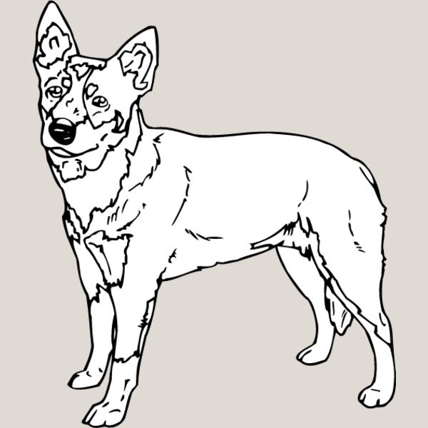 Queensland Heeler Thumbnail