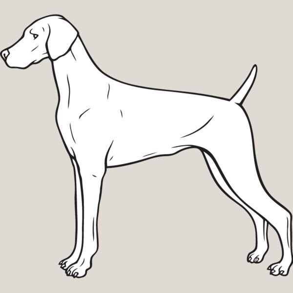 Weimaraner1 Thumbnail