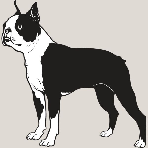 Boston Terrier Thumbnail