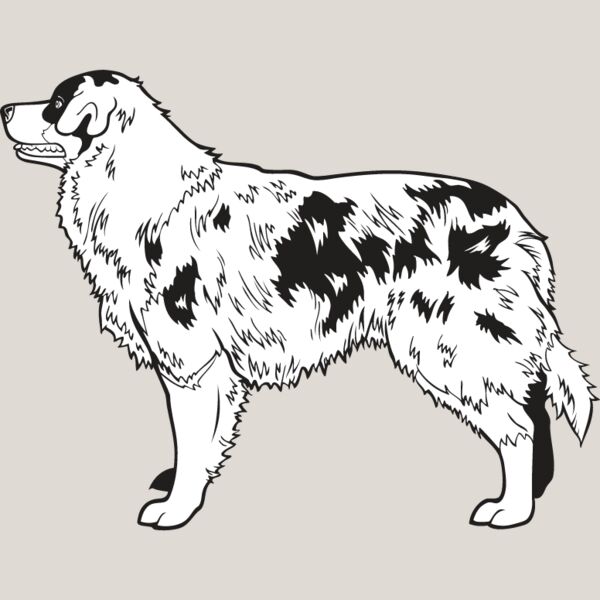 Australian Shepherd Thumbnail