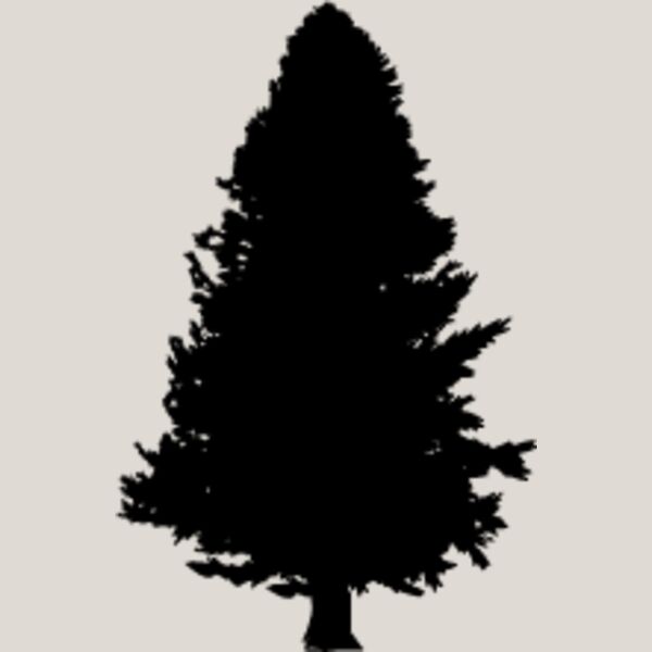 Pine Tree5 Thumbnail
