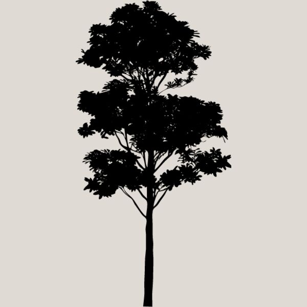 Young Tree7 Thumbnail