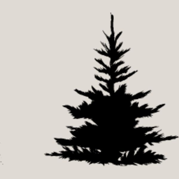 Pine Tree6 Thumbnail