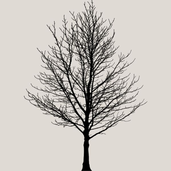 Bare Tree1 Thumbnail