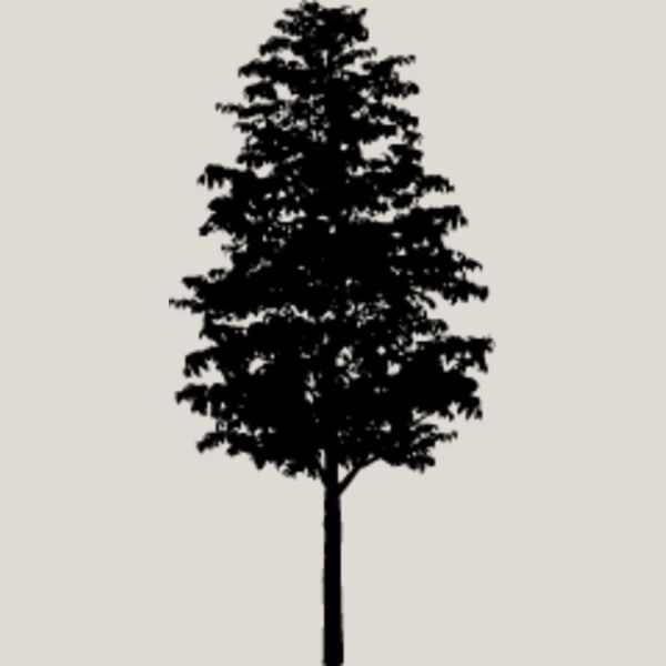 Young Tree5 Thumbnail