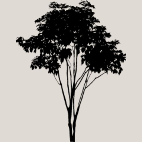 Young Tree Thumbnail