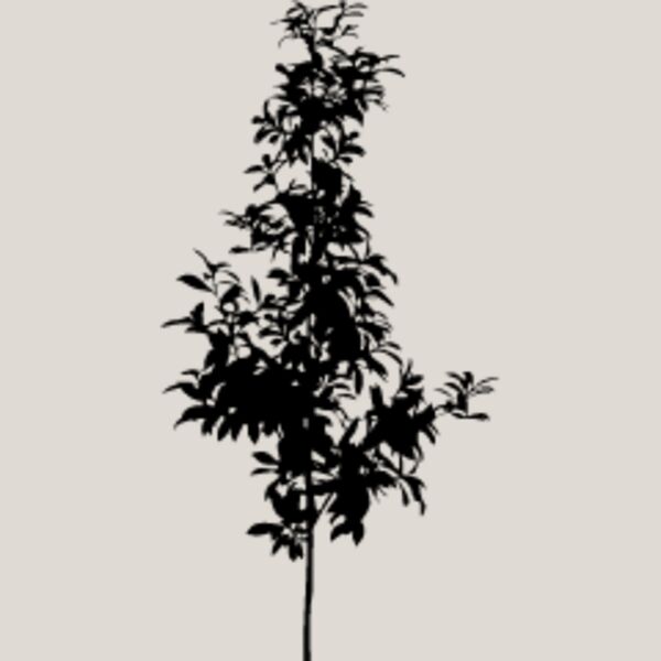 Young Tree4 Thumbnail