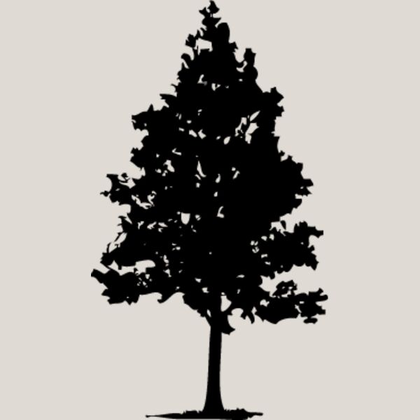 Trees Silhouette2 Thumbnail