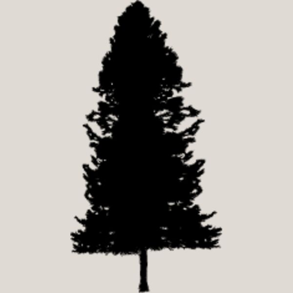 Pine Tree4 Thumbnail